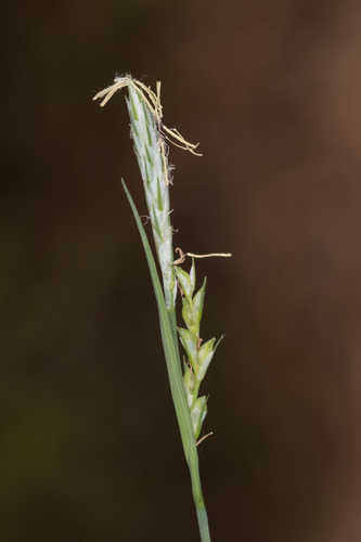 Carex radfordii #26